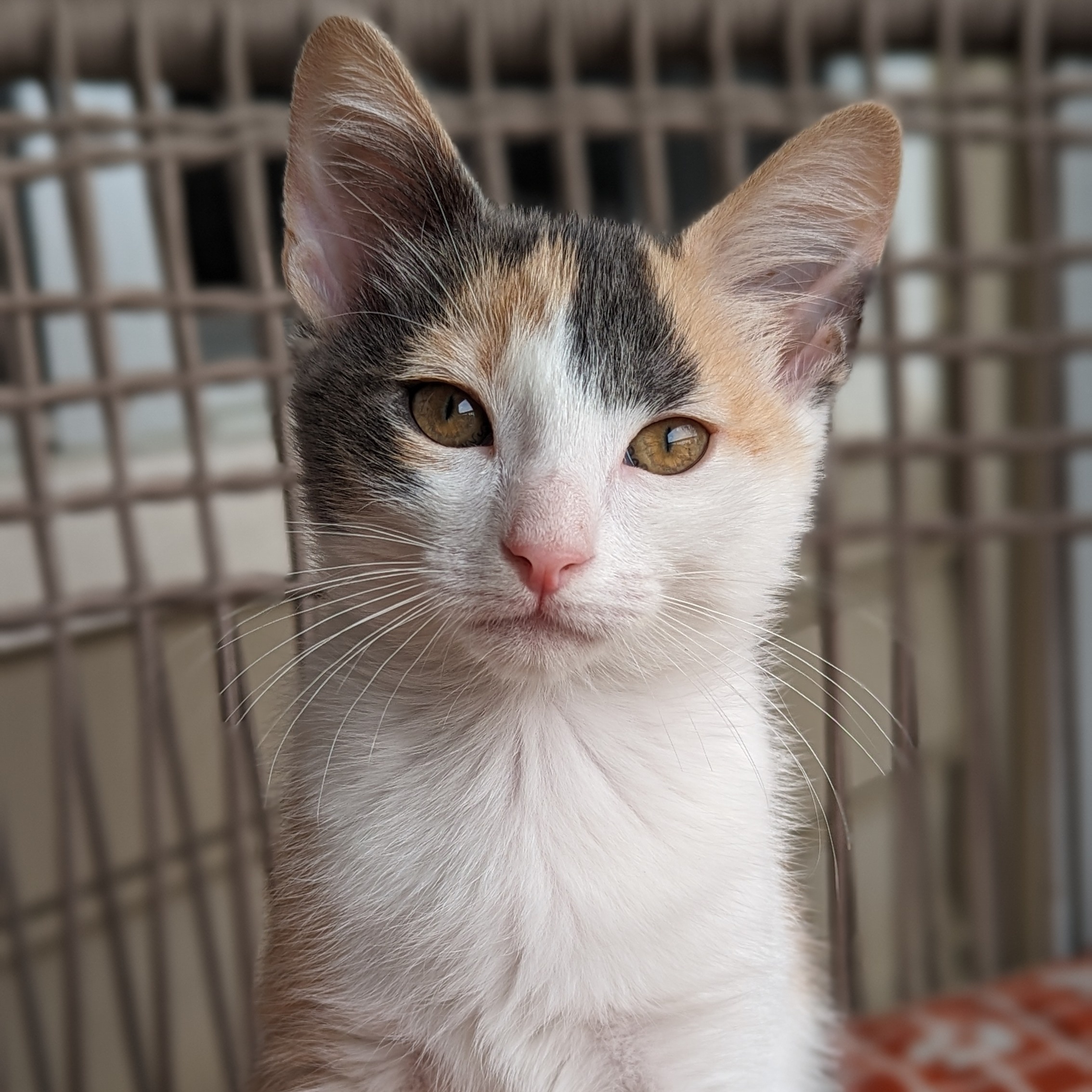 Enlarge Gingham (Patterns litter), a Adopted mixed breed in Tucker, GA image 4/6