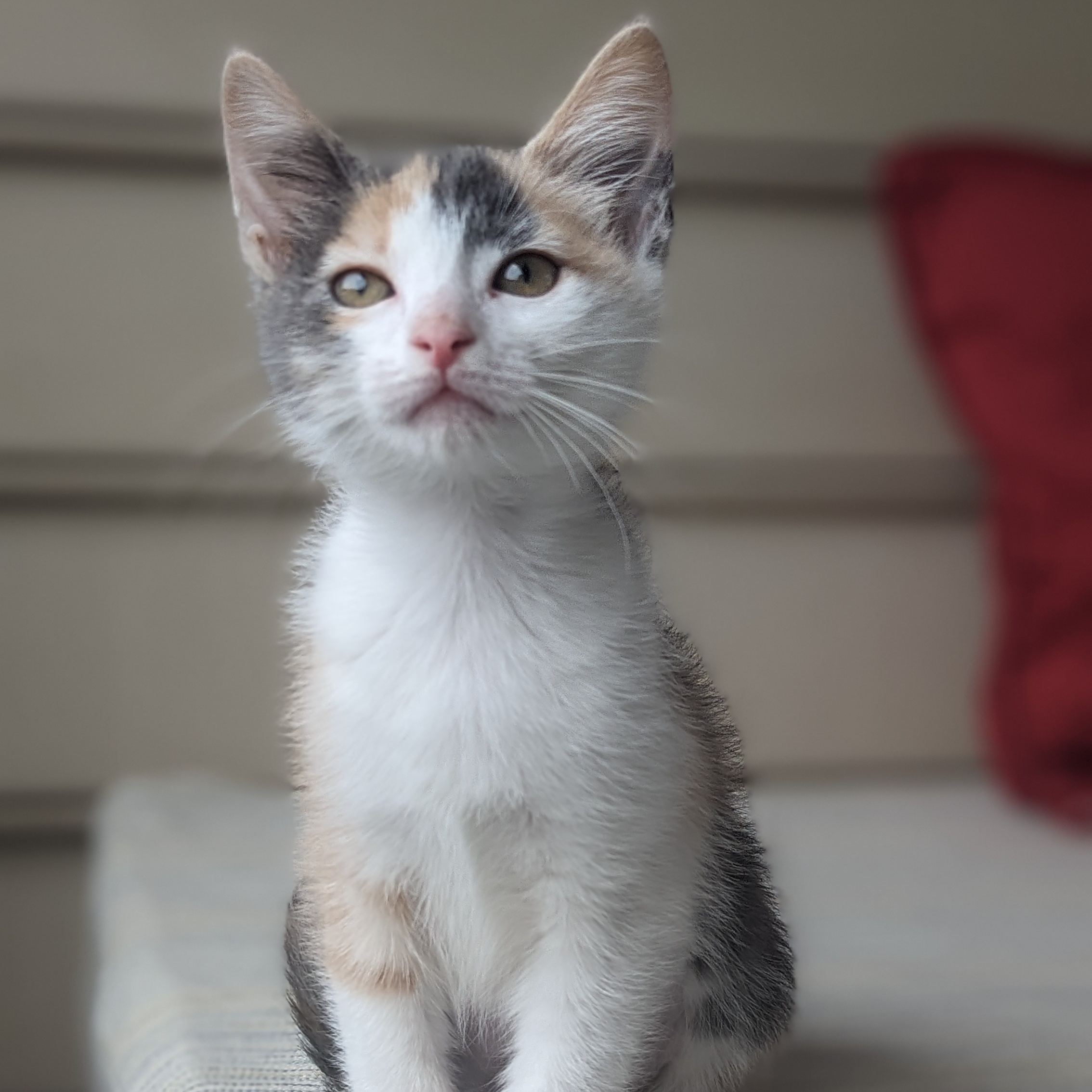 Enlarge Gingham (Patterns litter), a Adopted mixed breed in Tucker, GA image 5/6