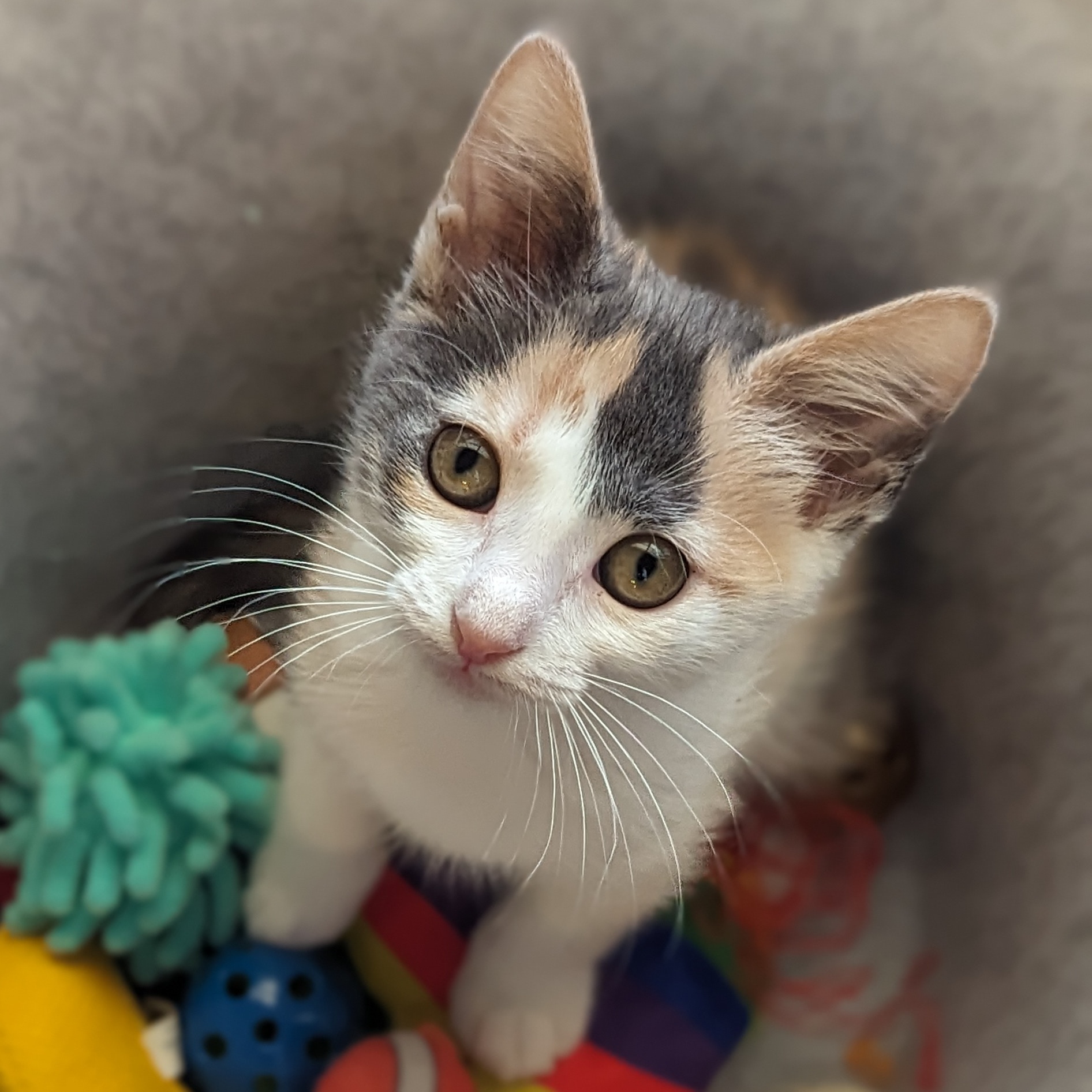Gingham (Patterns litter), Adopted, Kitten Female Dilute Calico & American Shorthair.