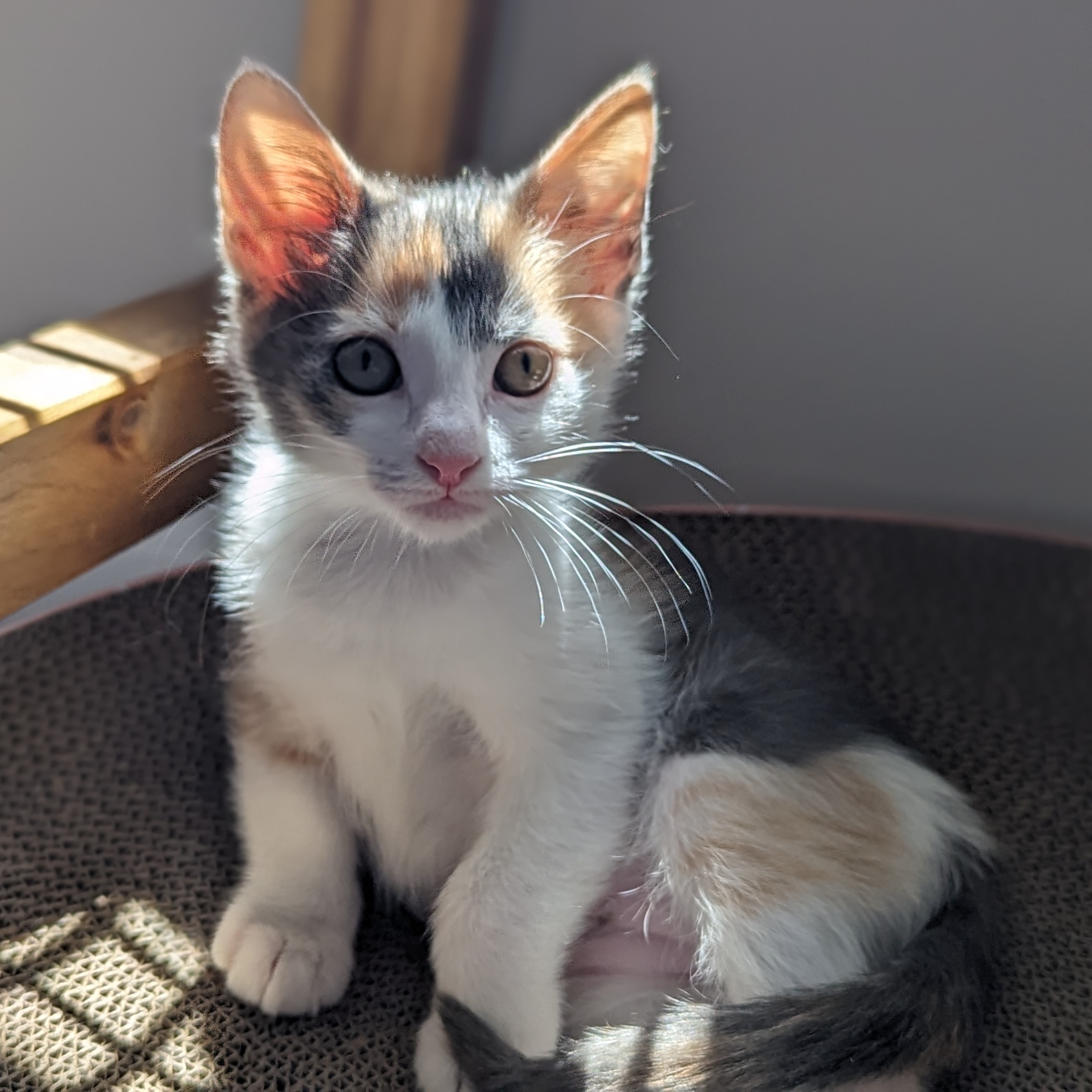 Enlarge Gingham (Patterns litter), a Adopted mixed breed in Tucker, GA image 6/6