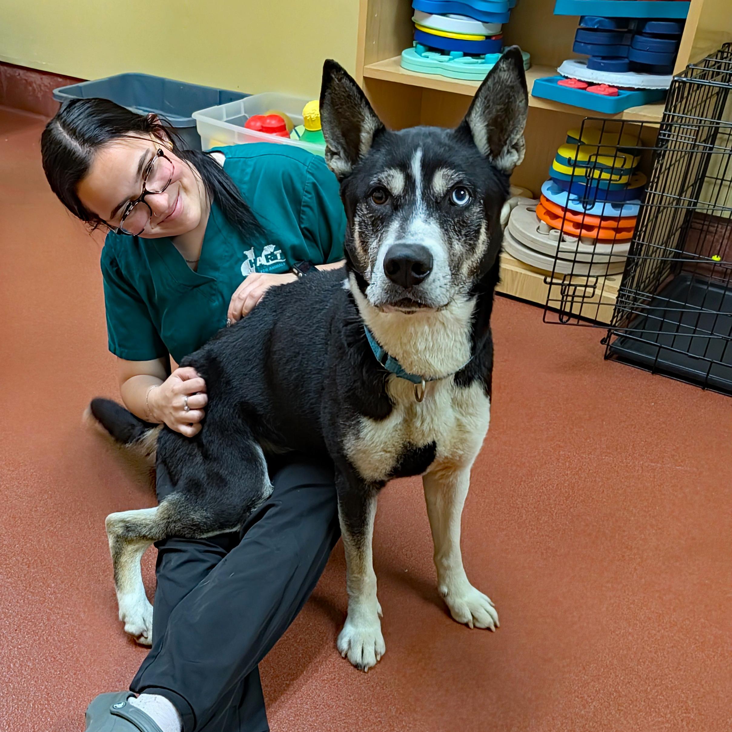 Pinto, a ADOPTABLE mixed breed in Accident, MD image 2/6