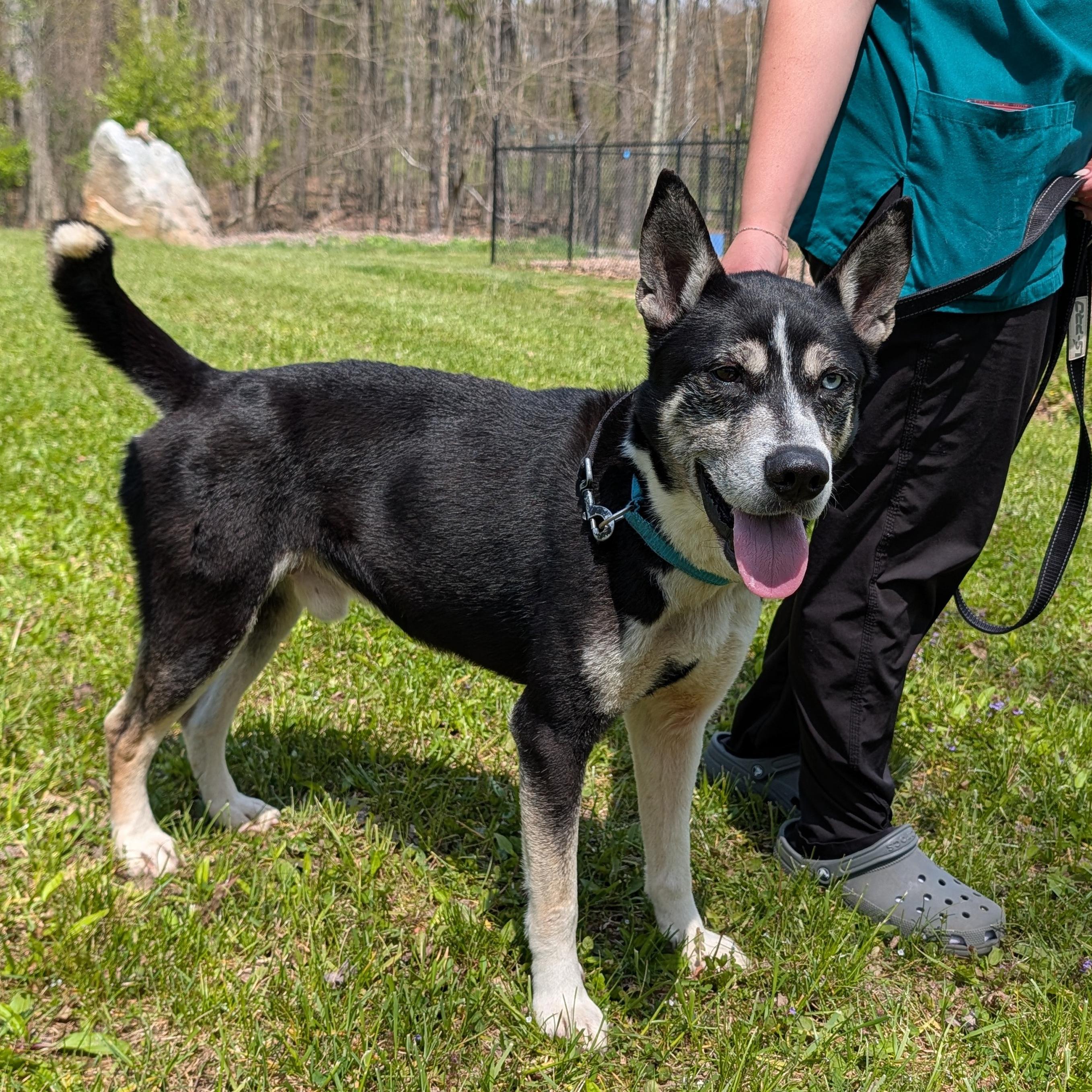 Pinto, a ADOPTABLE mixed breed in Accident, MD image 3/6