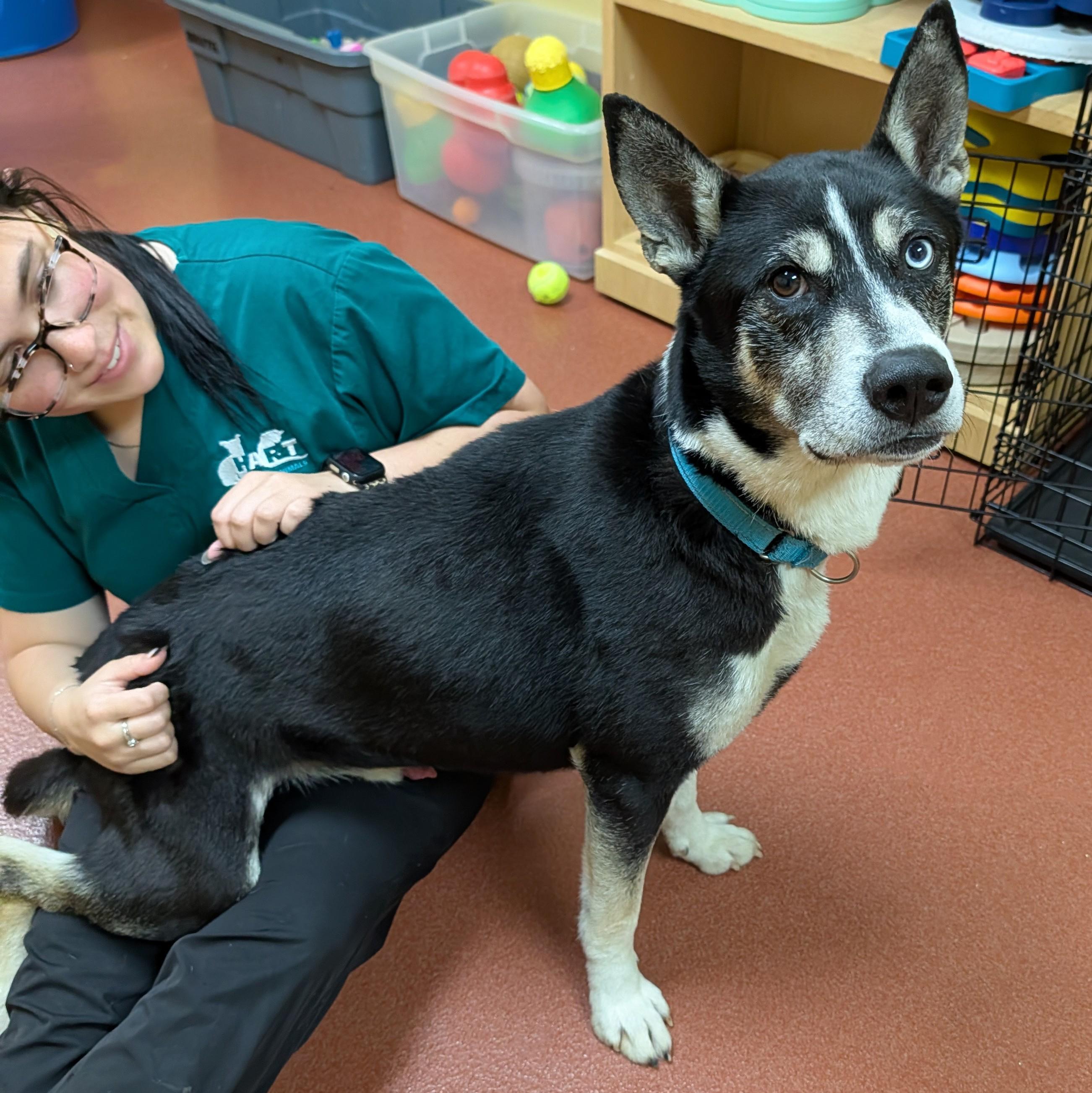 Pinto, a ADOPTABLE mixed breed in Accident, MD image 5/6