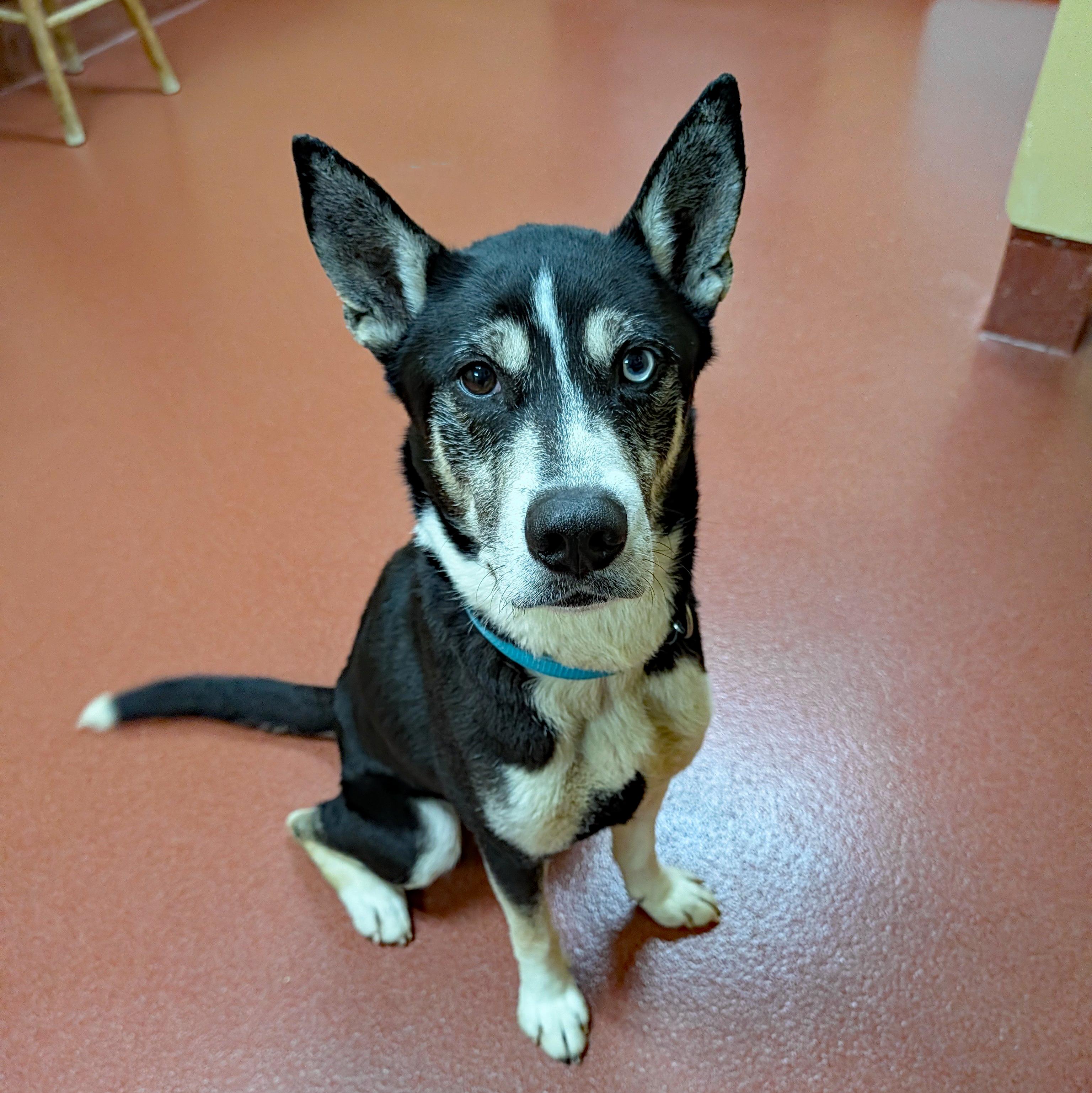 Pinto, a ADOPTABLE mixed breed in Accident, MD image 4/6