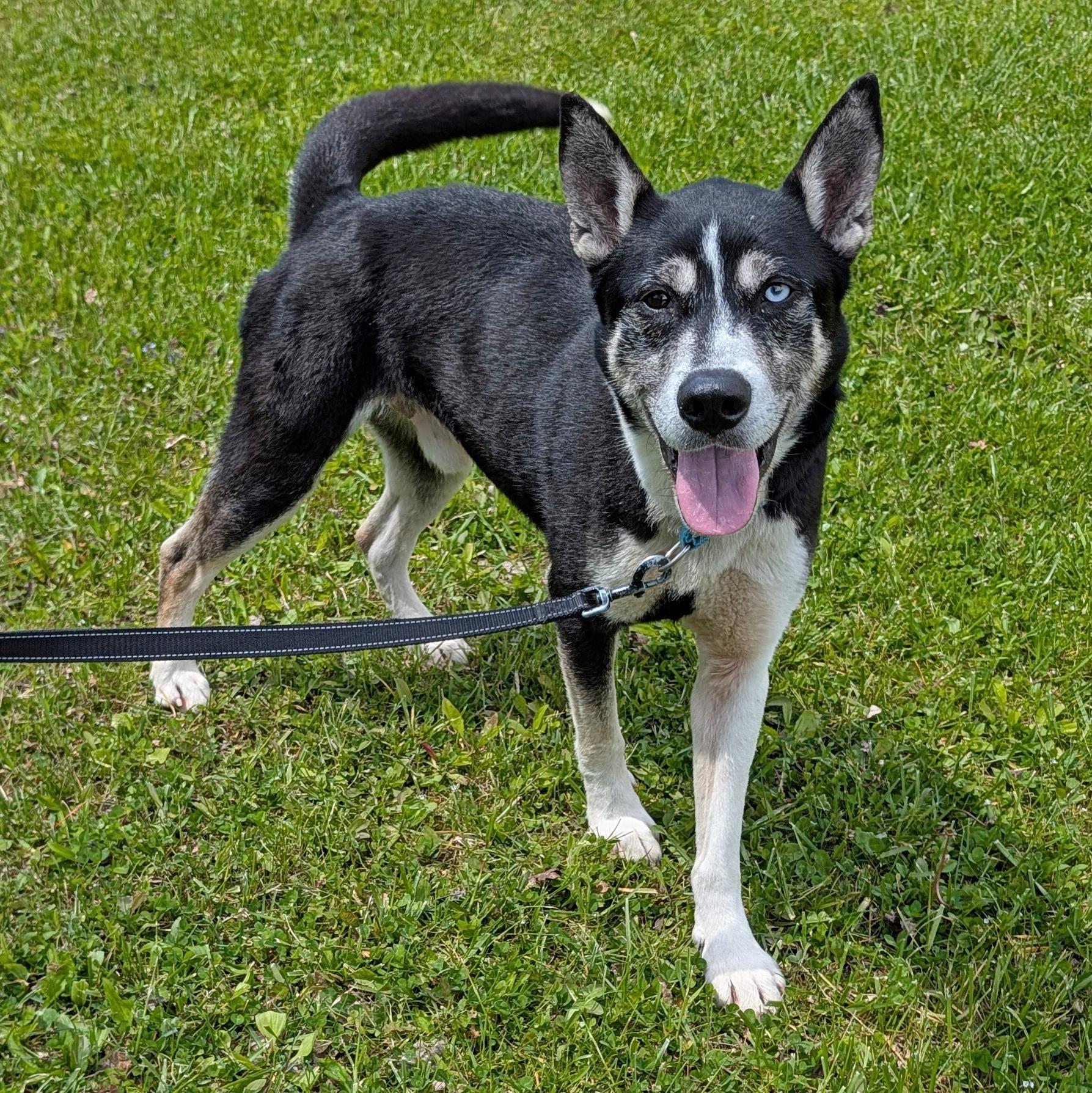Pinto, ADOPTABLE, Adult Male Husky & Hound.