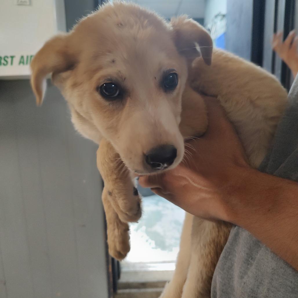 Ruth P46177, Adoptable, Young Male Great Pyrenees & German Shepherd Dog.