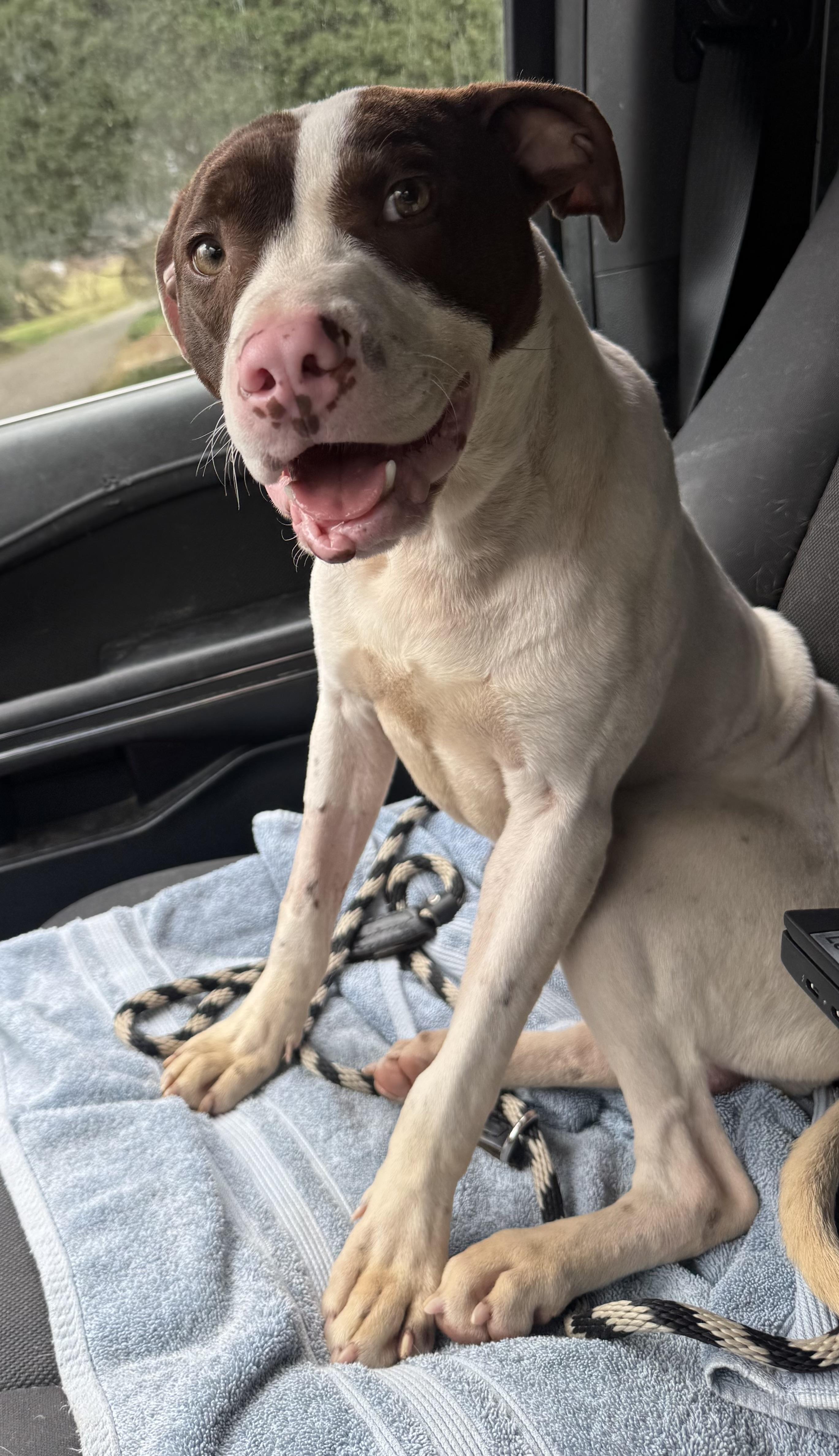 Enlarge Rudy, a ADOPTABLE mixed breed in Woodbridge, CT image 2/3