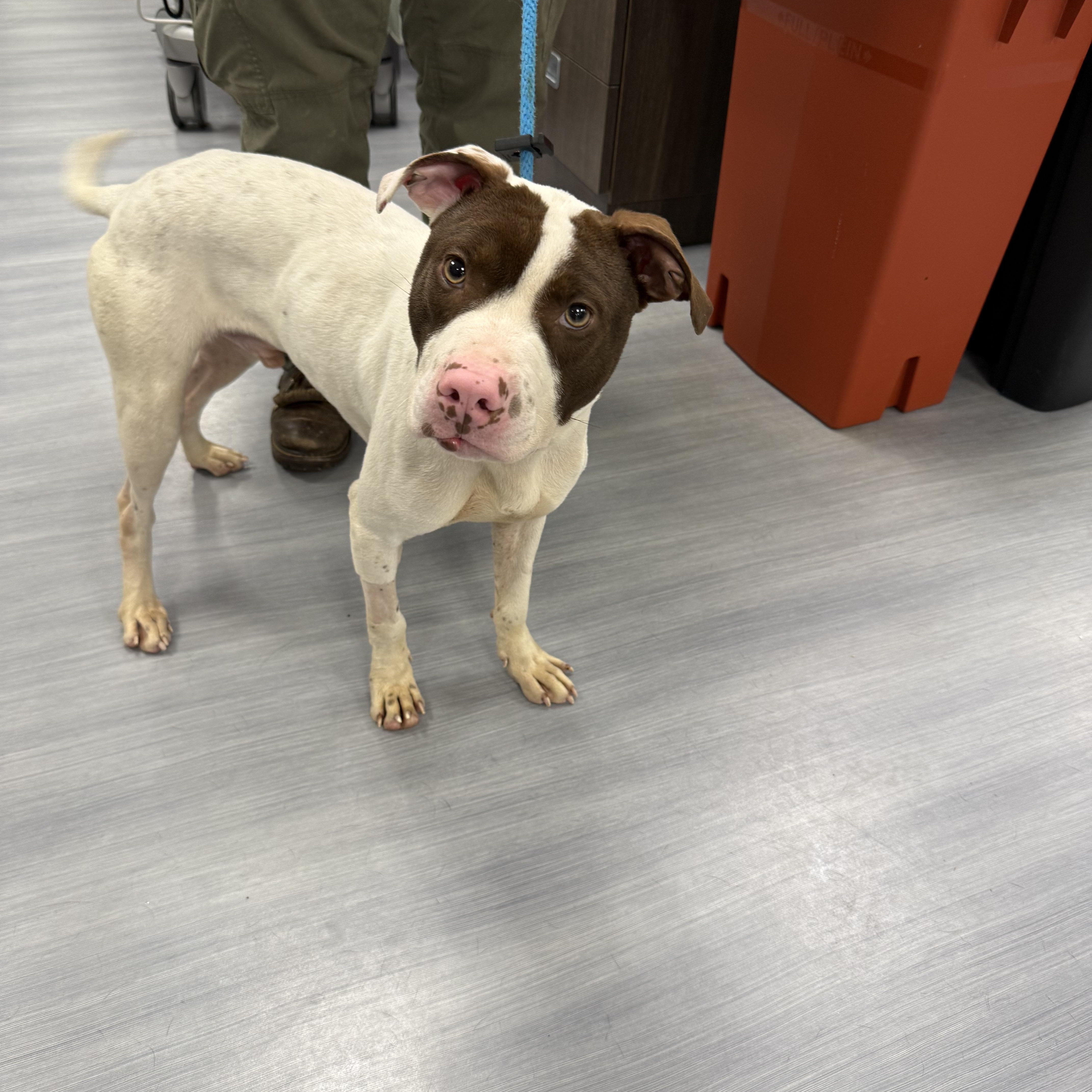 Enlarge Rudy, a ADOPTABLE mixed breed in Woodbridge, CT image 1/3