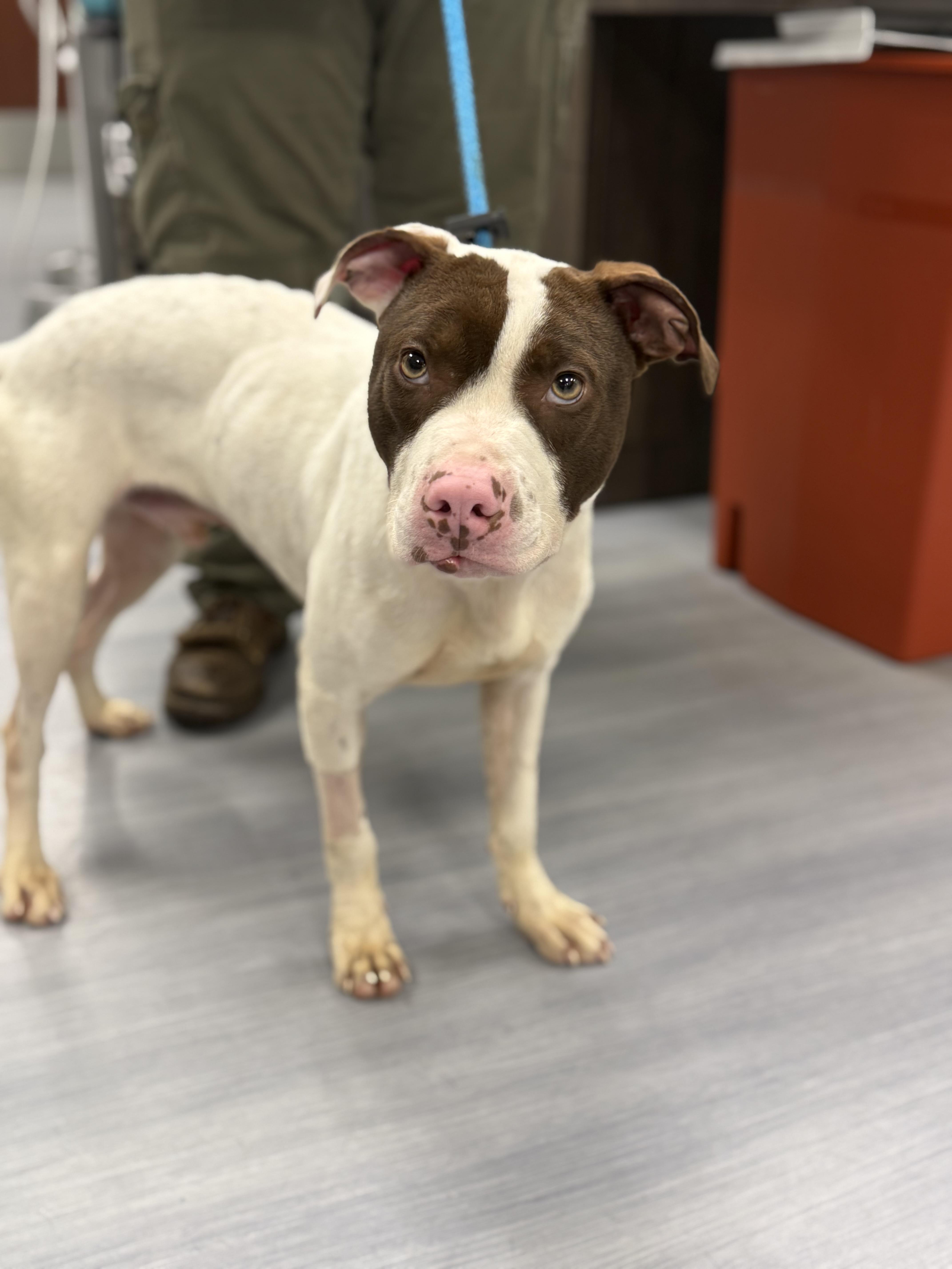 Enlarge Rudy, a ADOPTABLE mixed breed in Woodbridge, CT image 3/3