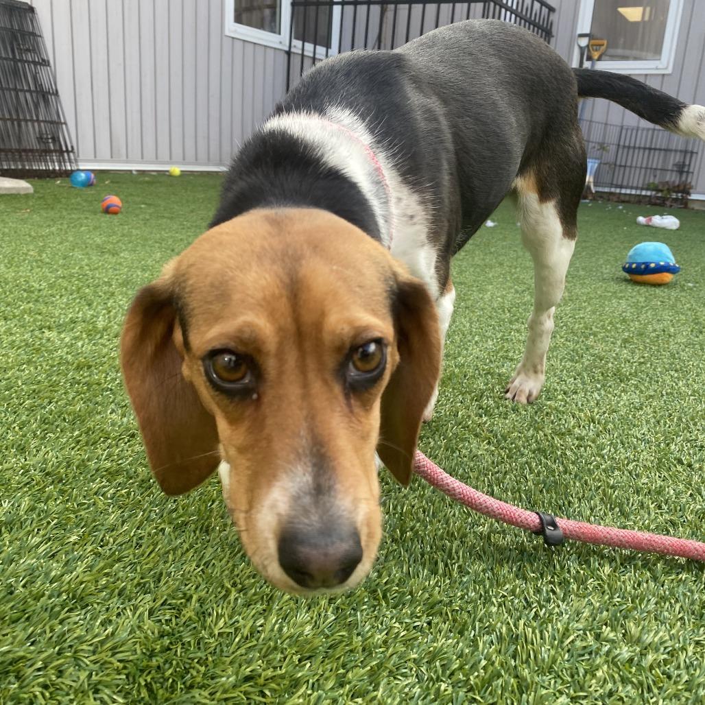 Enlarge Stacy, a Adoptable Beagle in Bedford, NH image 1/6