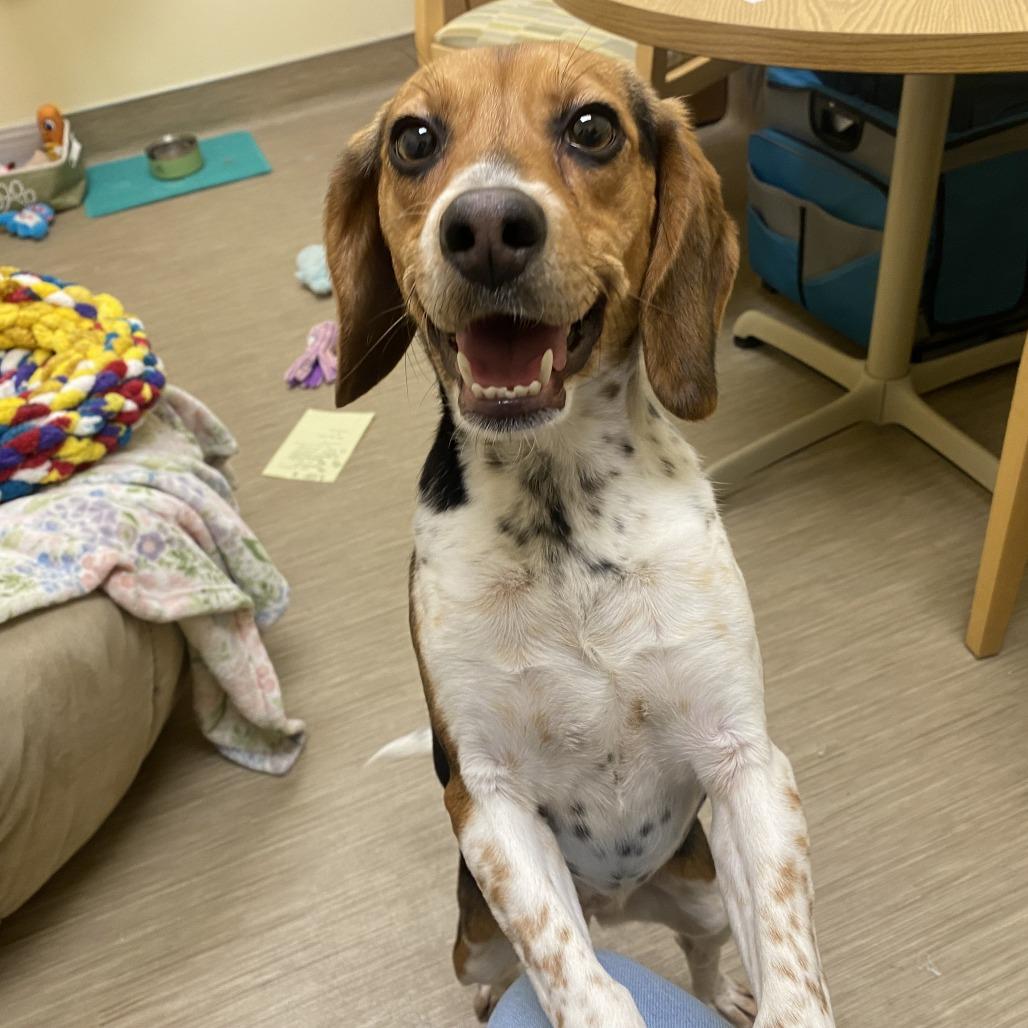 Enlarge Stacy, a Adoptable Beagle in Bedford, NH image 6/6