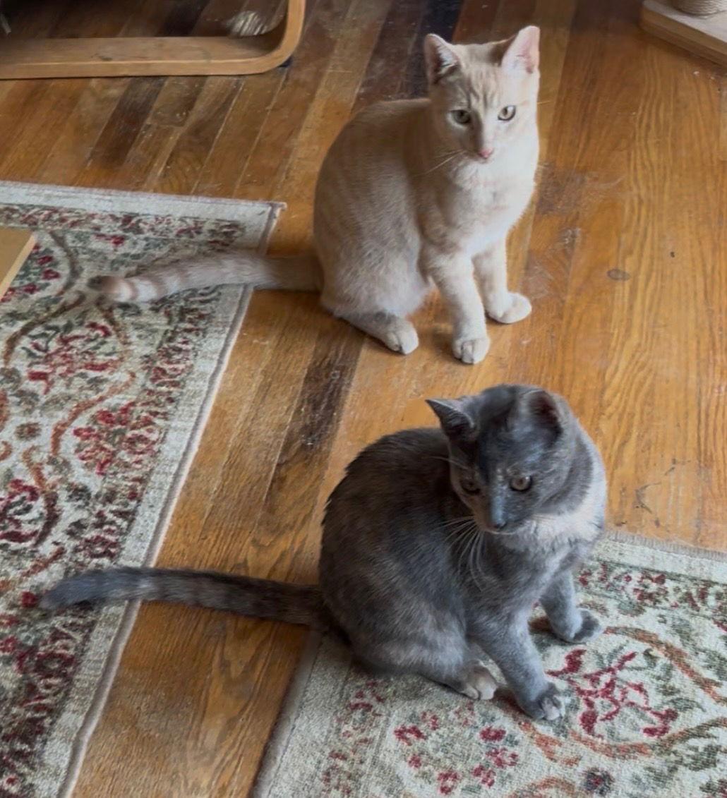 Enlarge Nacho and Nova Simmons, a Adoptable Domestic Short Hair in San Jose, CA image 1/3