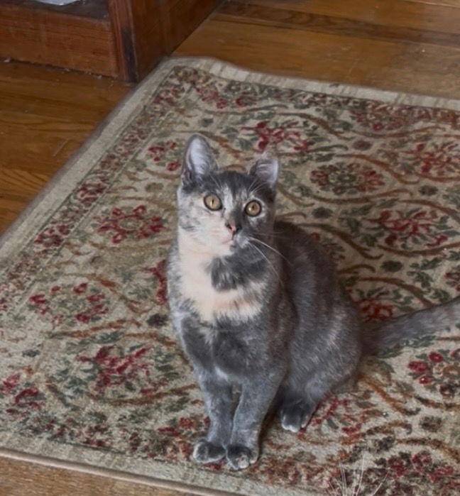 Enlarge Nacho and Nova Simmons, a Adoptable Domestic Short Hair in San Jose, CA image 3/3