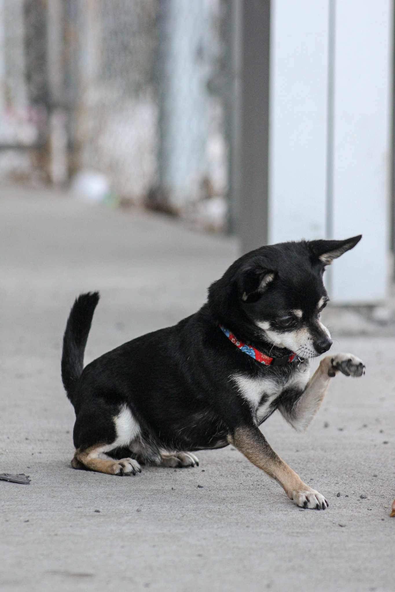 Billy, a Adopted Chihuahua in Mont-Royal, QC image 3/4