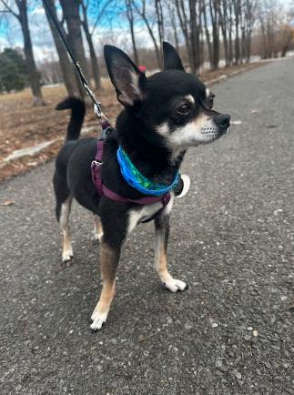 Billy, a Adopted Chihuahua in Mont-Royal, QC image 4/4