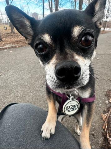 Billy, a Adopted Chihuahua in Mont-Royal, QC image 1/4