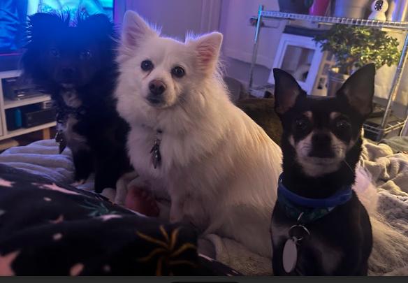 Billy, a Adopted Chihuahua in Mont-Royal, QC image 2/4