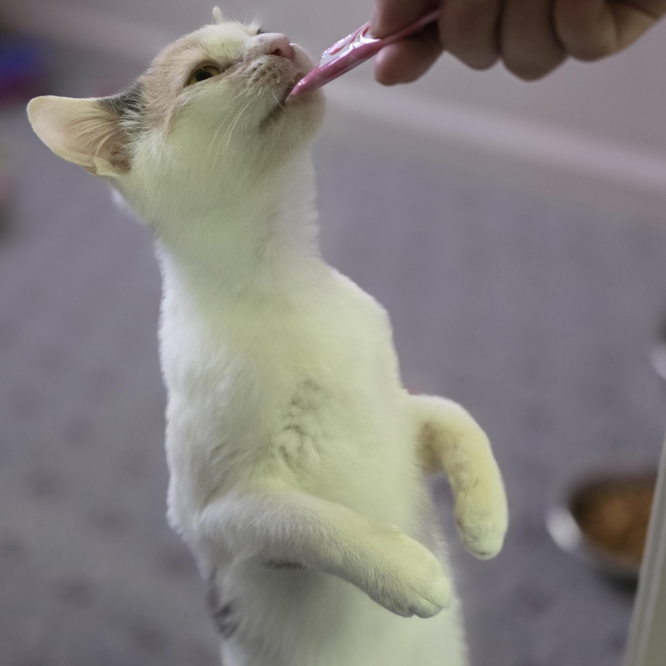 Eileen, a ADOPTABLE Domestic Short Hair in Macomb Twp, MI image 3/3