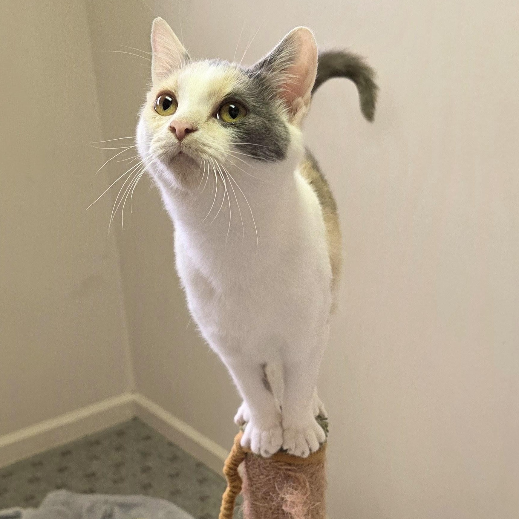 Eileen, a ADOPTABLE Domestic Short Hair in Macomb Twp, MI image 1/3