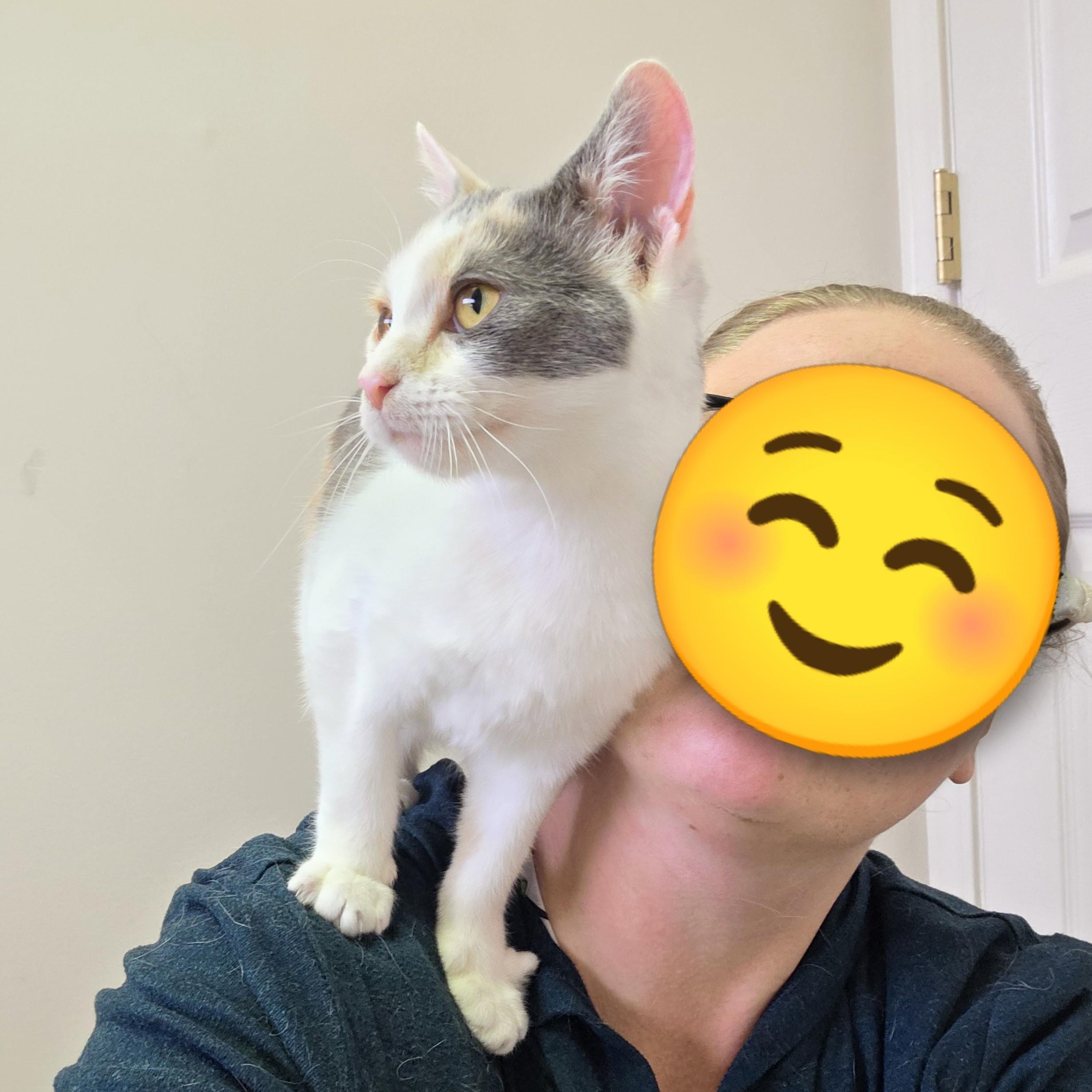 Eileen, a ADOPTABLE Domestic Short Hair in Macomb Twp, MI image 2/3