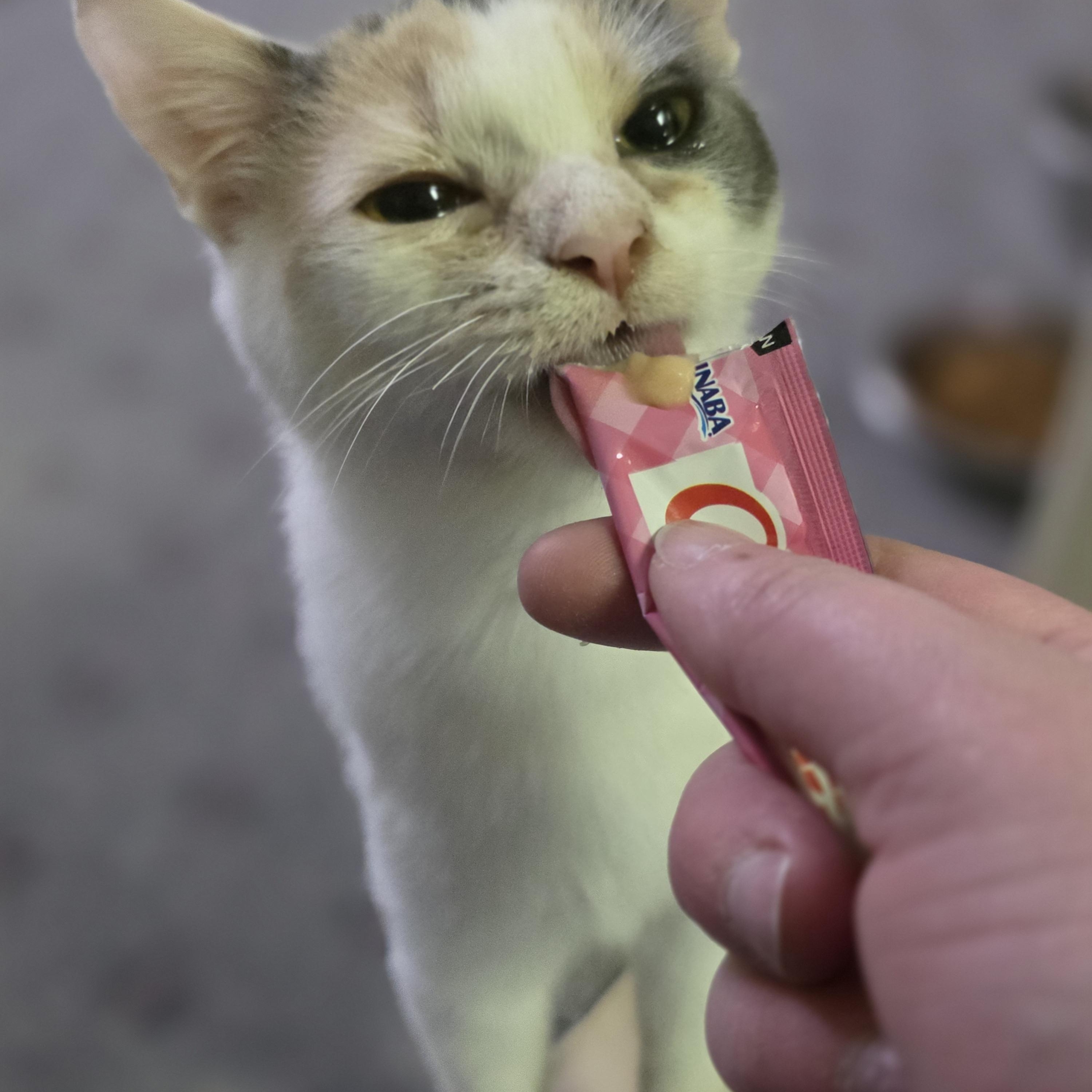 Eileen, ADOPTABLE, Young Female Domestic Short Hair.