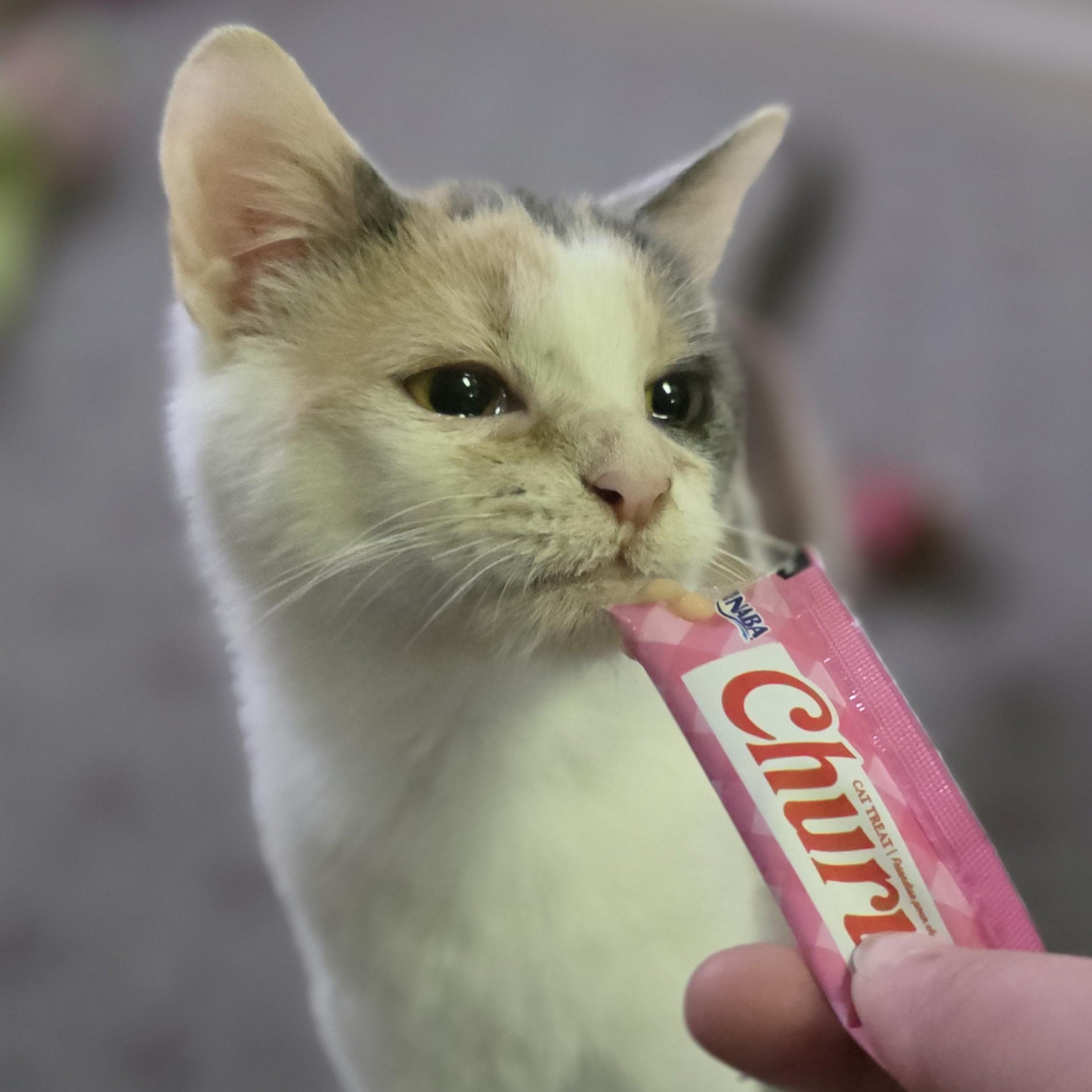 Eileen, a ADOPTABLE Domestic Short Hair in Macomb Twp, MI image 2/3