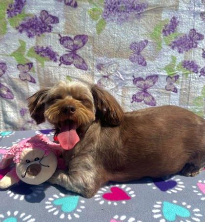 Rapunzel, Adoptable, Adult Female Shih Tzu & Mixed Breed.