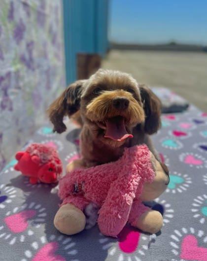 Enlarge Rapunzel, a Adoptable mixed breed in Visalia, CA image 2/3
