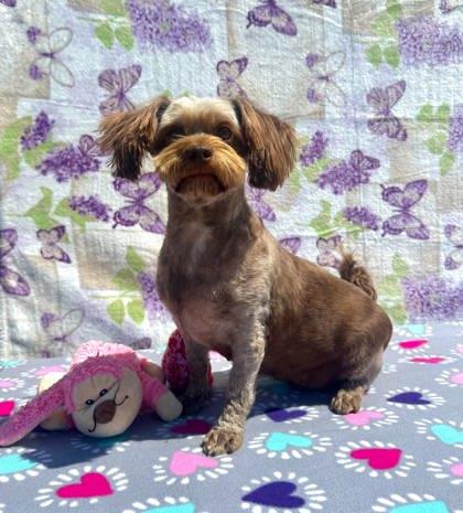 Enlarge Rapunzel, a Adoptable mixed breed in Visalia, CA image 3/3