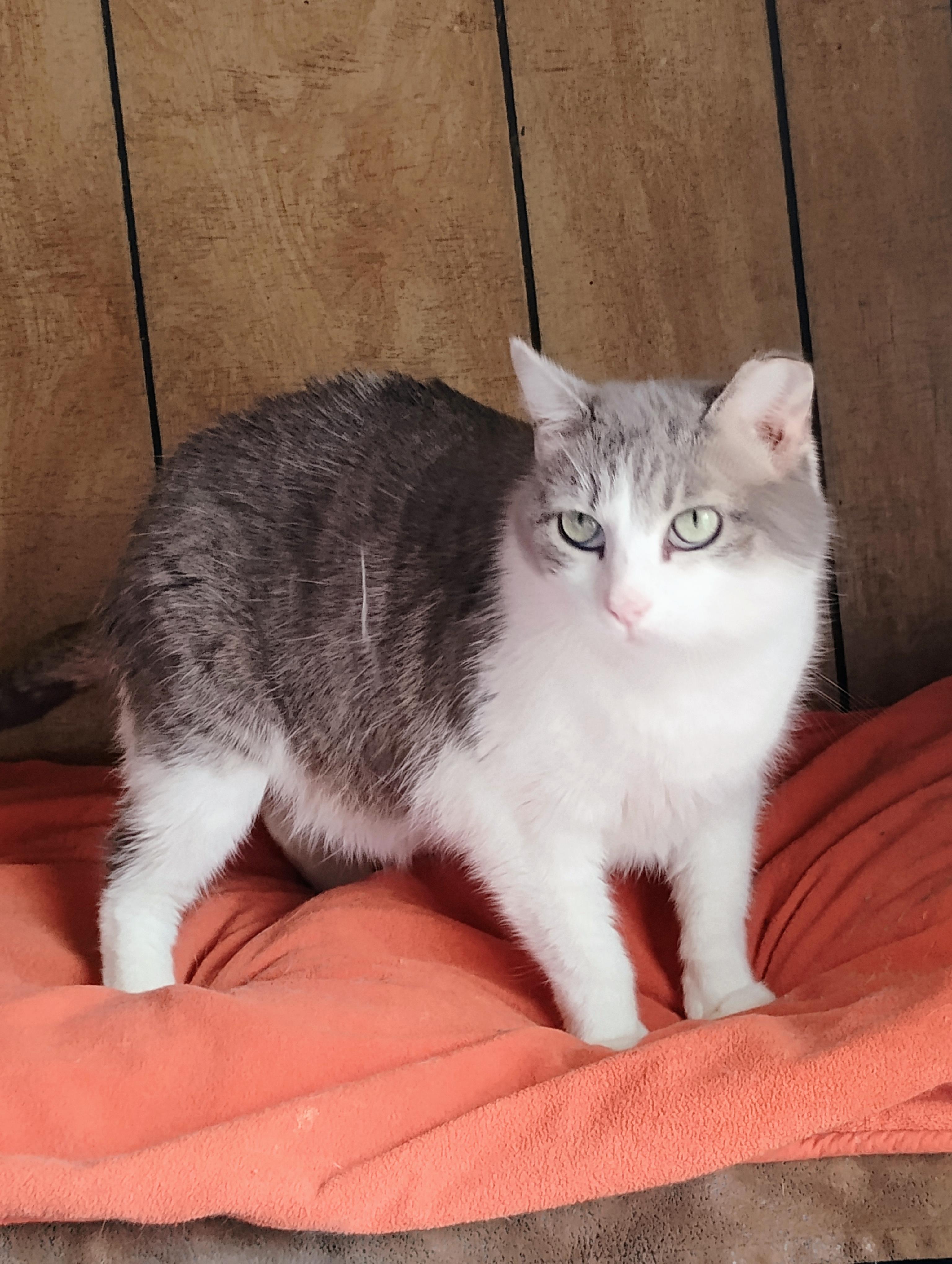 CLAIRESSE, a Adoptable mixed breed in Andover, KS image 3/3