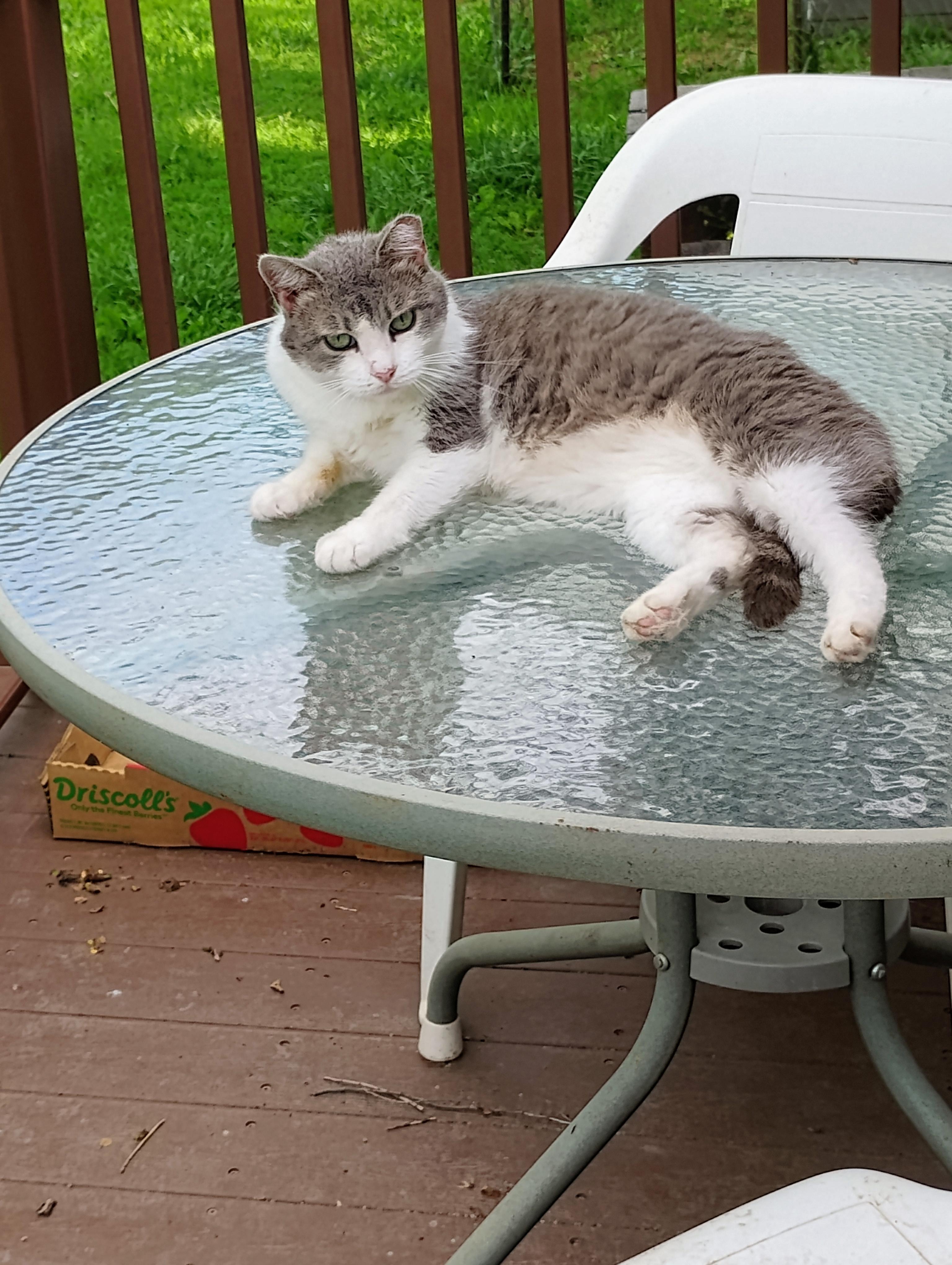 CLAIRESSE, a Adoptable mixed breed in Andover, KS image 2/3