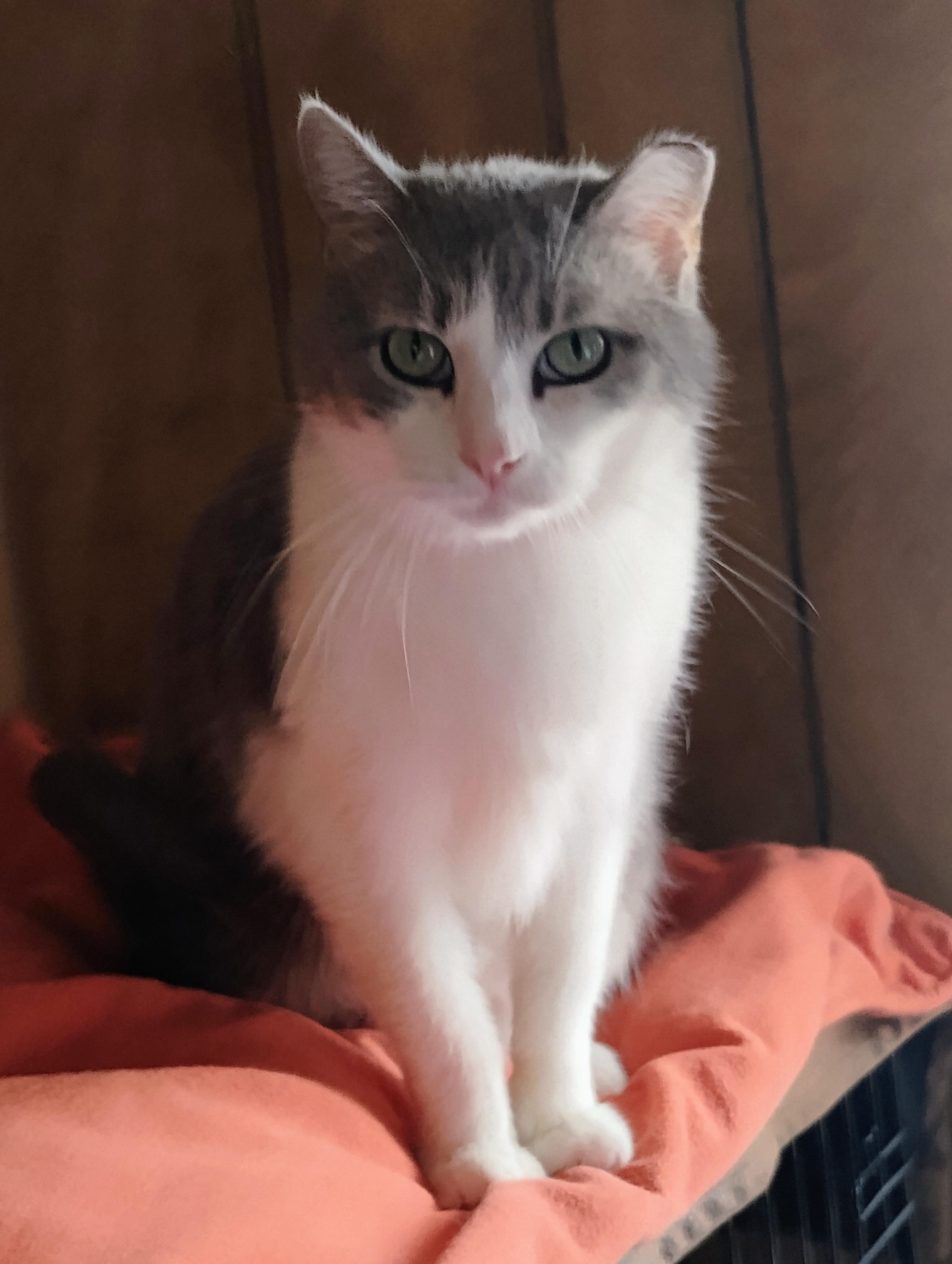 CLAIRESSE, Adoptable, Adult Female Domestic Short Hair & Tuxedo.