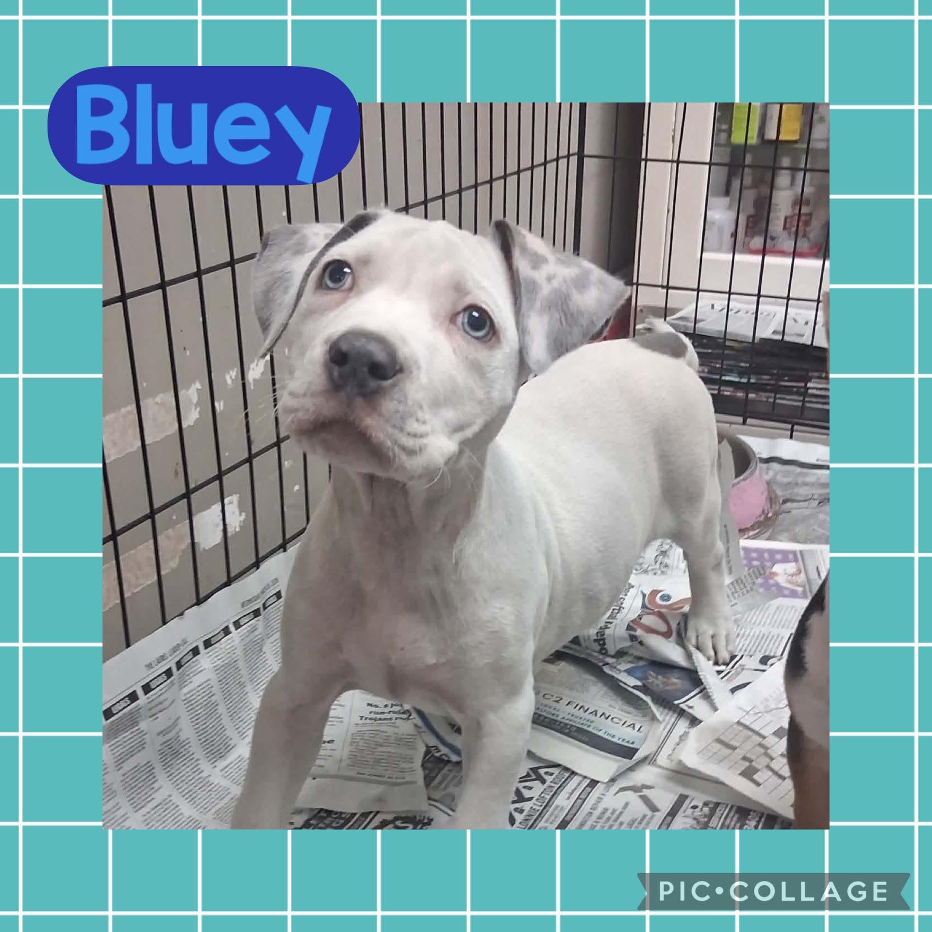 Bluey, adopted, Puppy Male Pit Bull Terrier.
