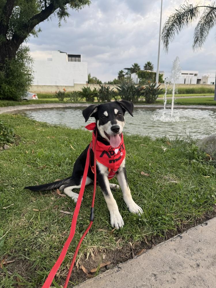 Brooklyn, Adoptable, Puppy Female Labrador Retriever.