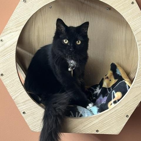Tootie and Nightcrawler, a ADOPTABLE mixed breed in Denver, CO image 5/5