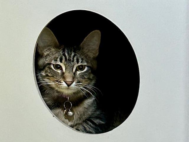 Enlarge Tootie, a ADOPTABLE Domestic Short Hair in Denver, CO image 1/2