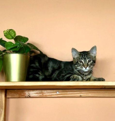 Enlarge Tootie, a ADOPTABLE Domestic Short Hair in Denver, CO image 2/2