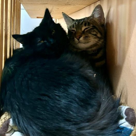 Tootie and Nightcrawler, ADOPTABLE, Young Male Domestic Short Hair & Domestic Medium Hair.