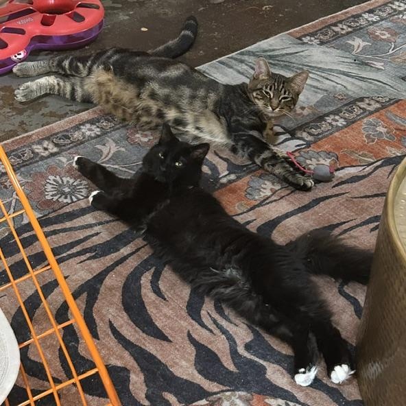 Tootie and Nightcrawler, a ADOPTABLE mixed breed in Denver, CO image 2/5