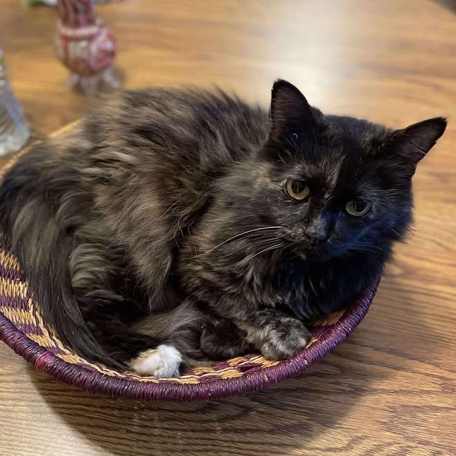 Torgy, Adoptable, Adult Female Domestic Long Hair & Ragdoll.