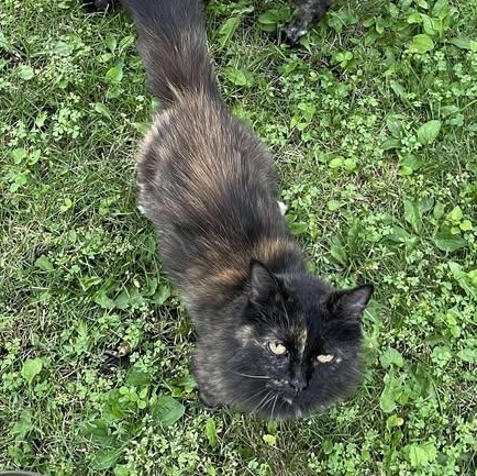 Torgy, an adoptable Domestic Long Hair, Ragdoll in Blue Earth, MN, 56013 | Photo Image 2