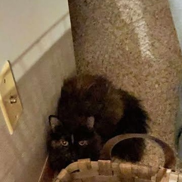 Torgy, Adoptable, Adult Female Domestic Long Hair & Ragdoll.