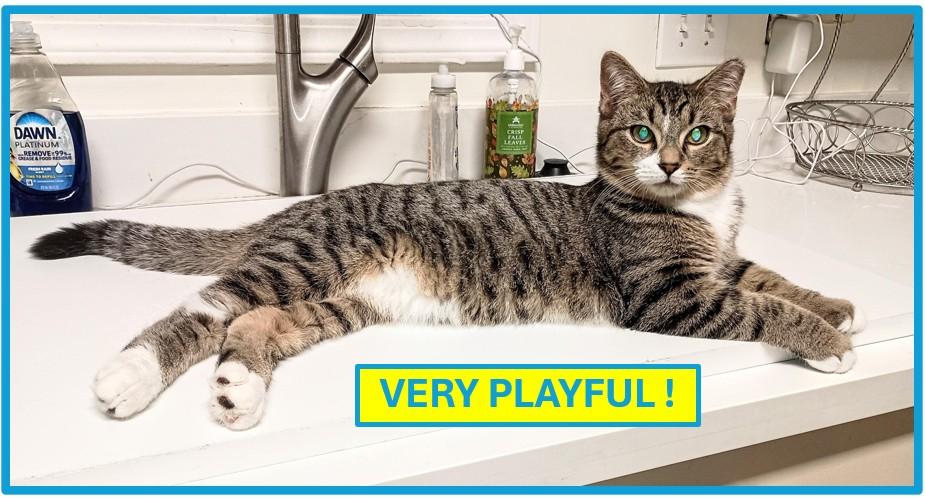 Enlarge GREGG, a Adoptable Domestic Short Hair in Ridgeland, MS image 1/6