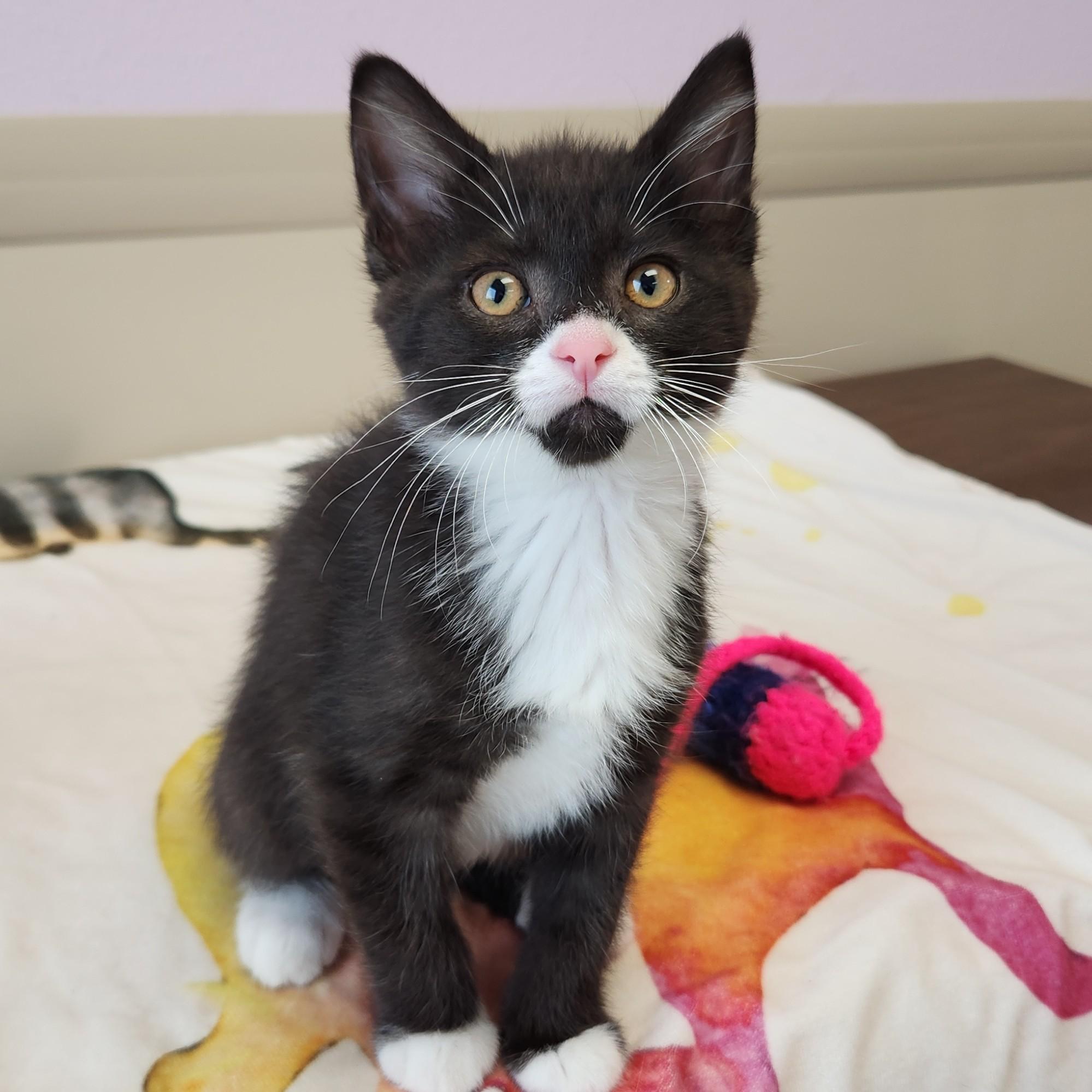 Enlarge Lucky & Charms, an adopted Domestic Short Hair in Marshfield, WI image 5/5