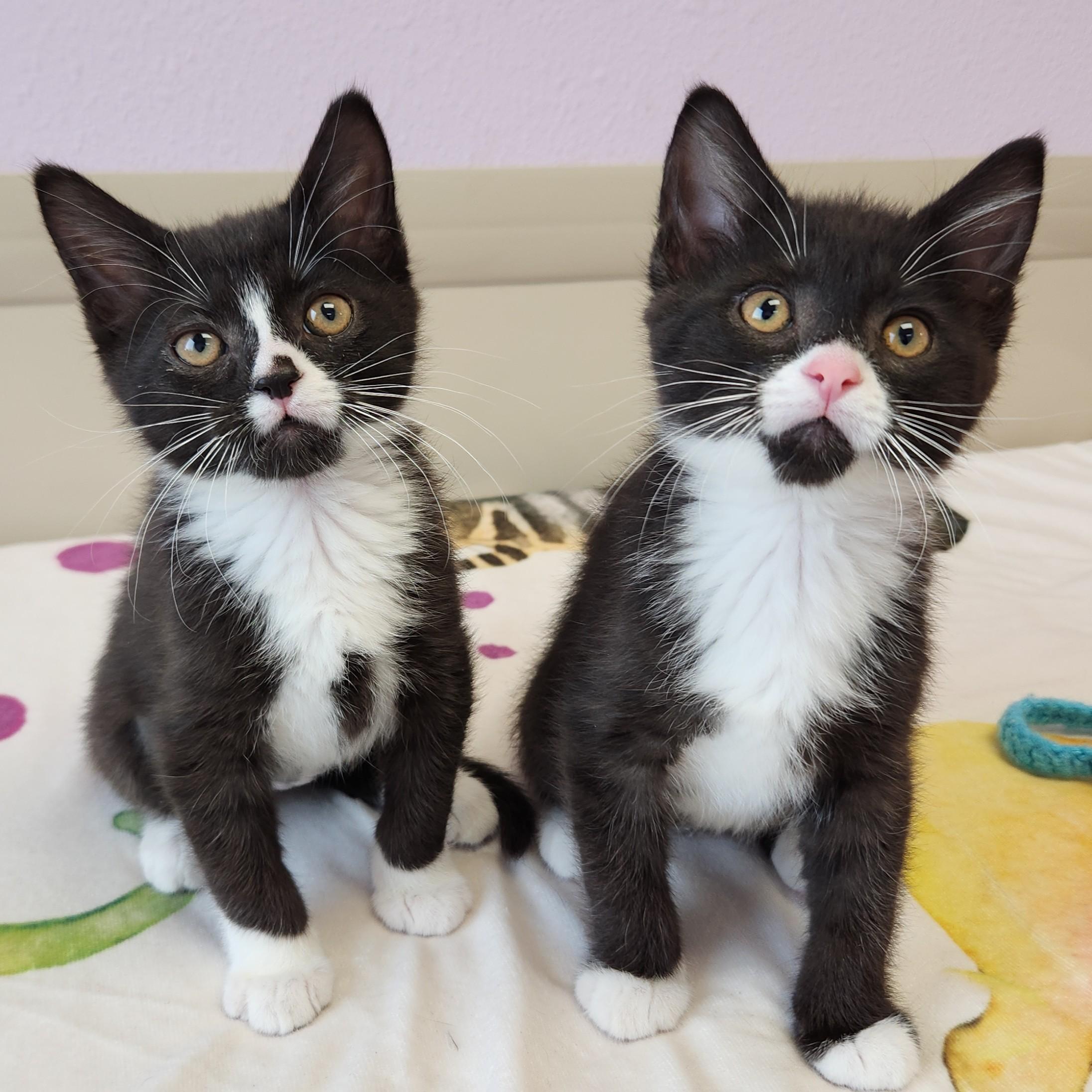 Lucky & Charms, adopted, Kitten Female Domestic Short Hair.