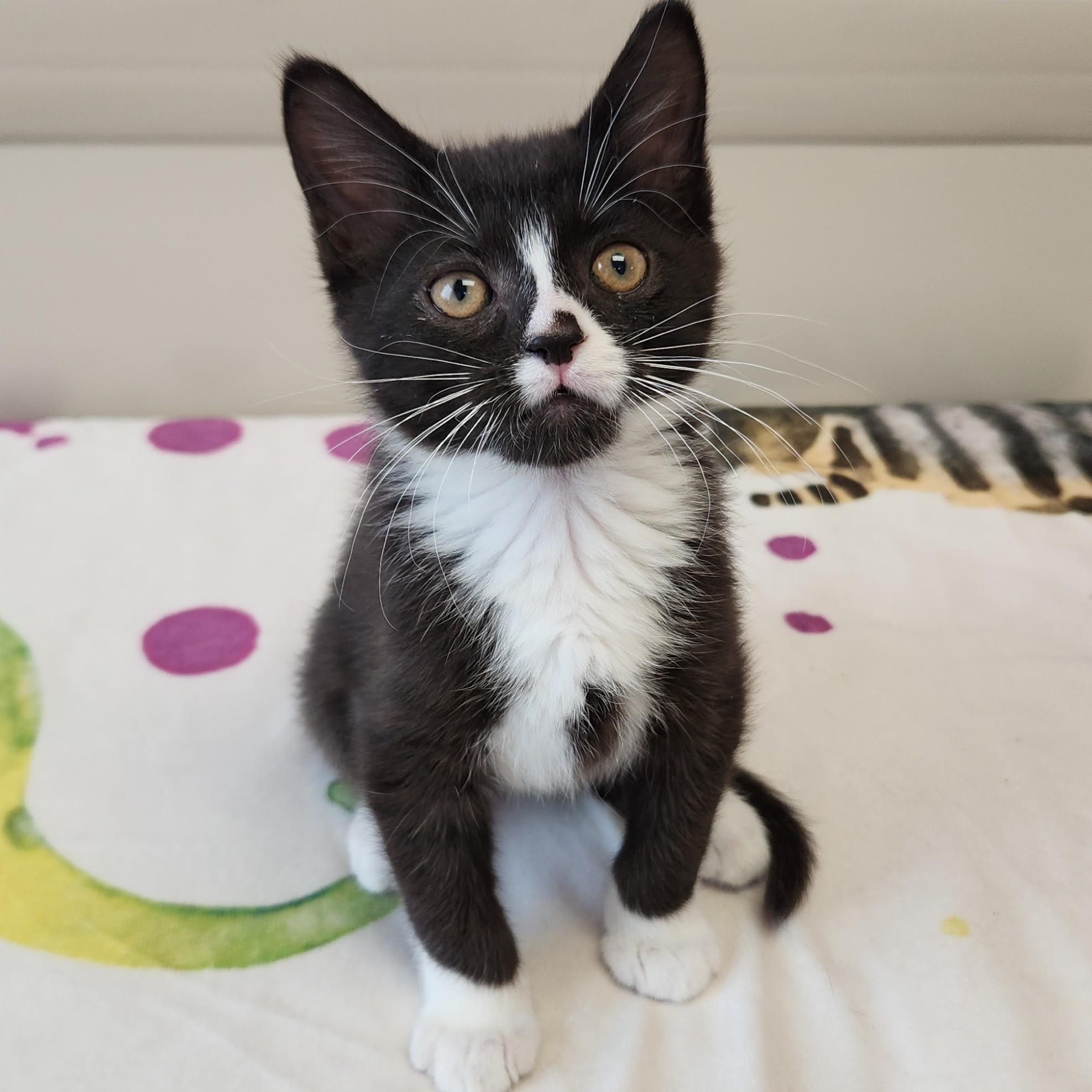 Enlarge Lucky & Charms, an adopted Domestic Short Hair in Marshfield, WI image 4/5