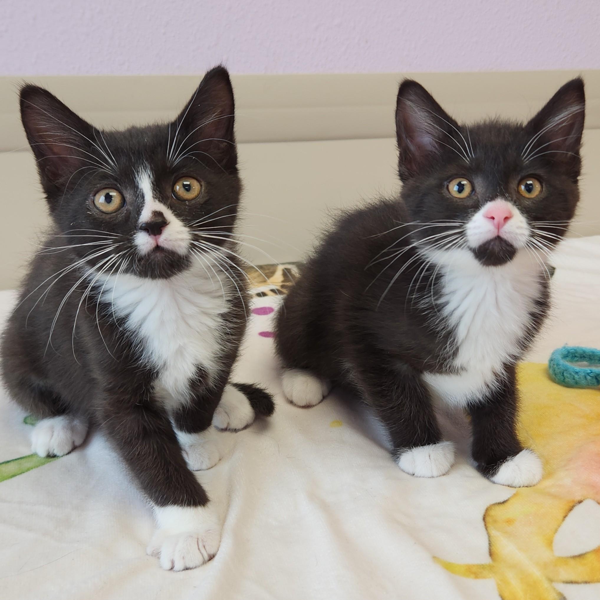 Enlarge Lucky & Charms, an adopted Domestic Short Hair in Marshfield, WI image 3/5