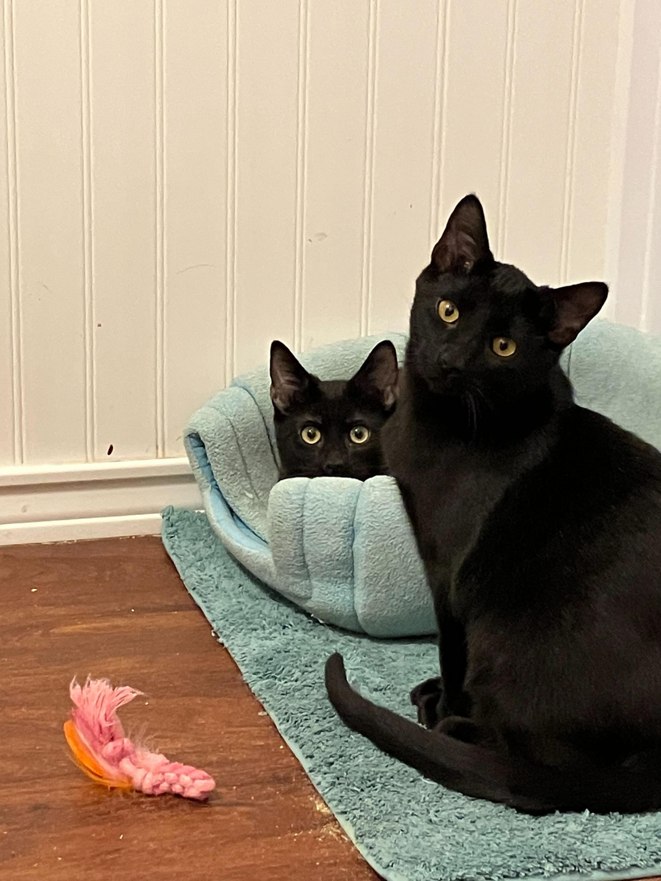 Nebula and Nosferatu, adoptable, Kitten Male Domestic Short Hair.
