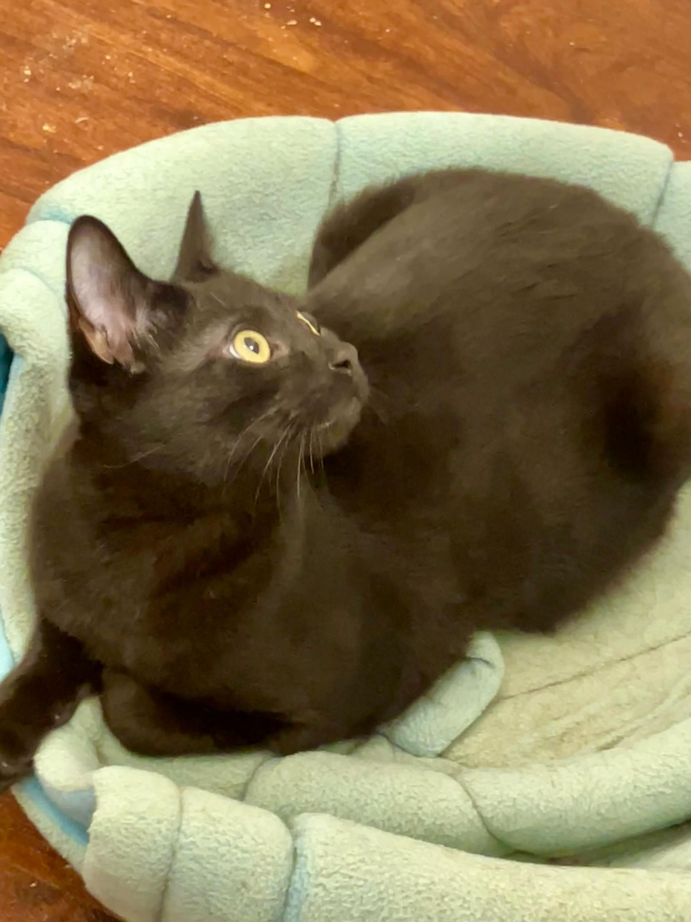 Nebula and Nosferatu, an adoptable Domestic Short Hair in Seattle, WA image 2/3