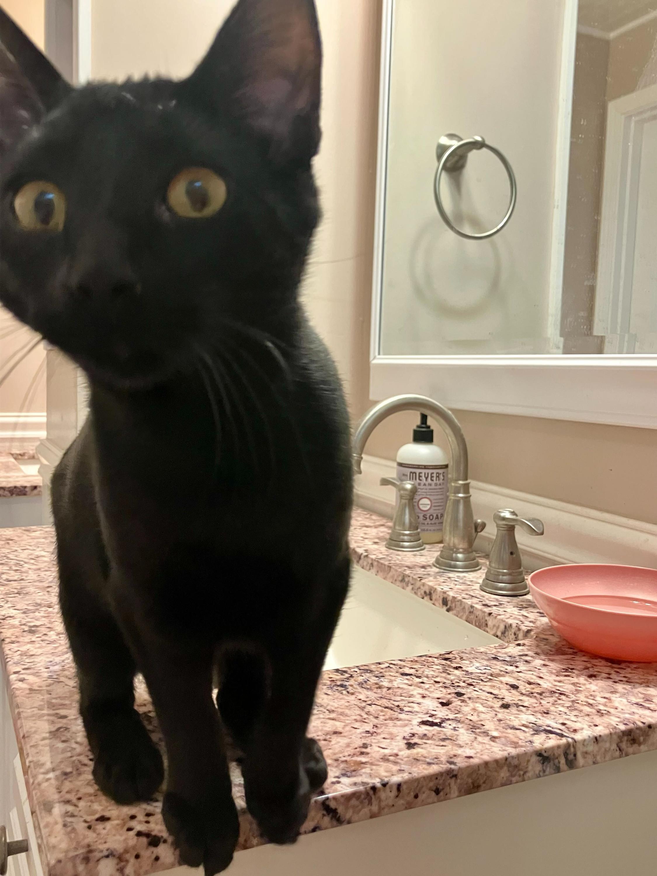 Nebula and Nosferatu, an adoptable Domestic Short Hair in Seattle, WA image 3/3